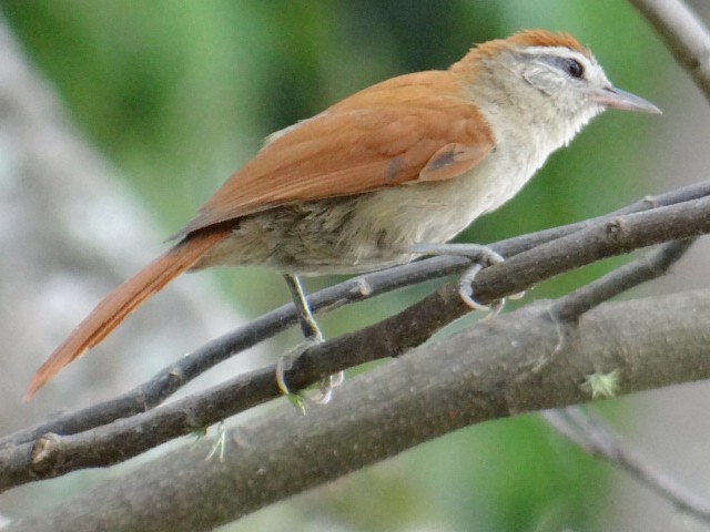 Rusty-backed Spinetail - ML609745082