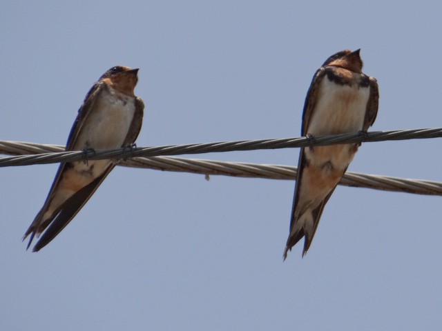 Golondrina Común - ML609745088