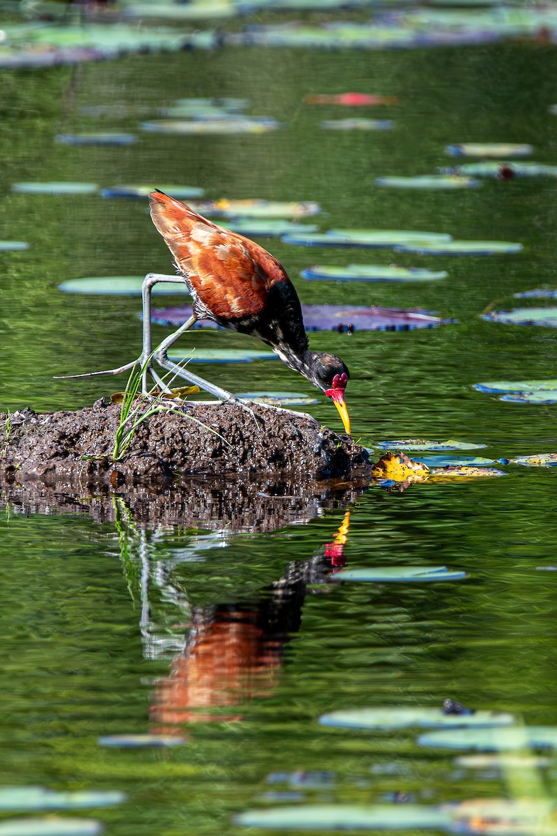 Wattled Jacana - ML609745371