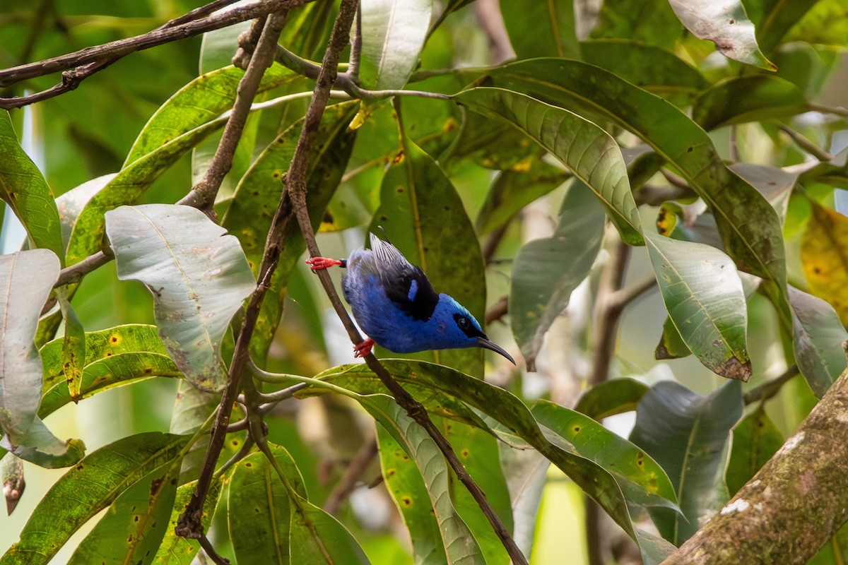 Red-legged Honeycreeper - Marney Queiroz