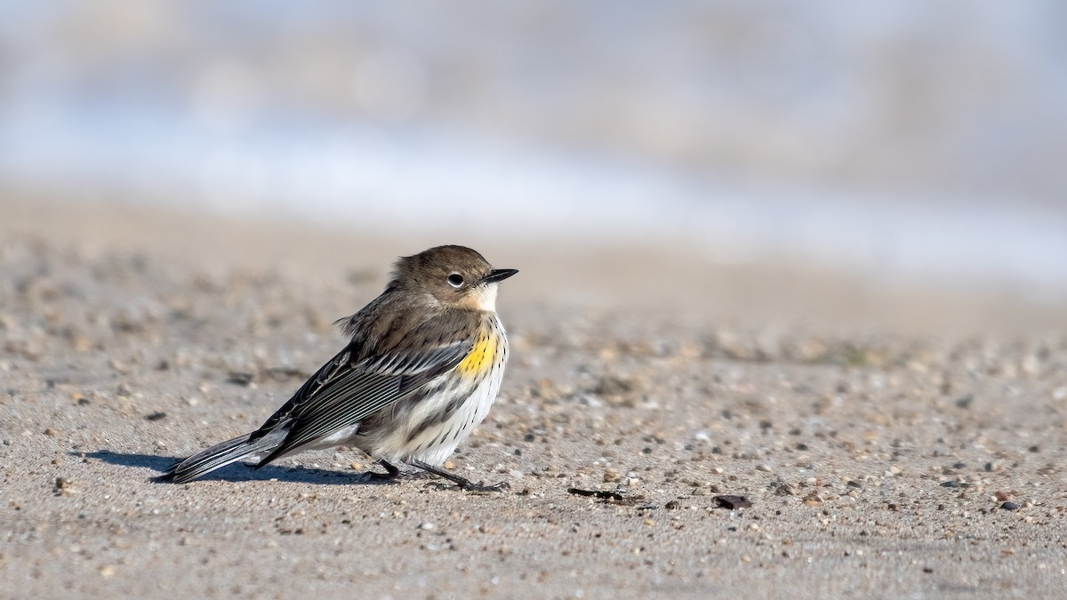 Yellow-rumped Warbler - ML609745508