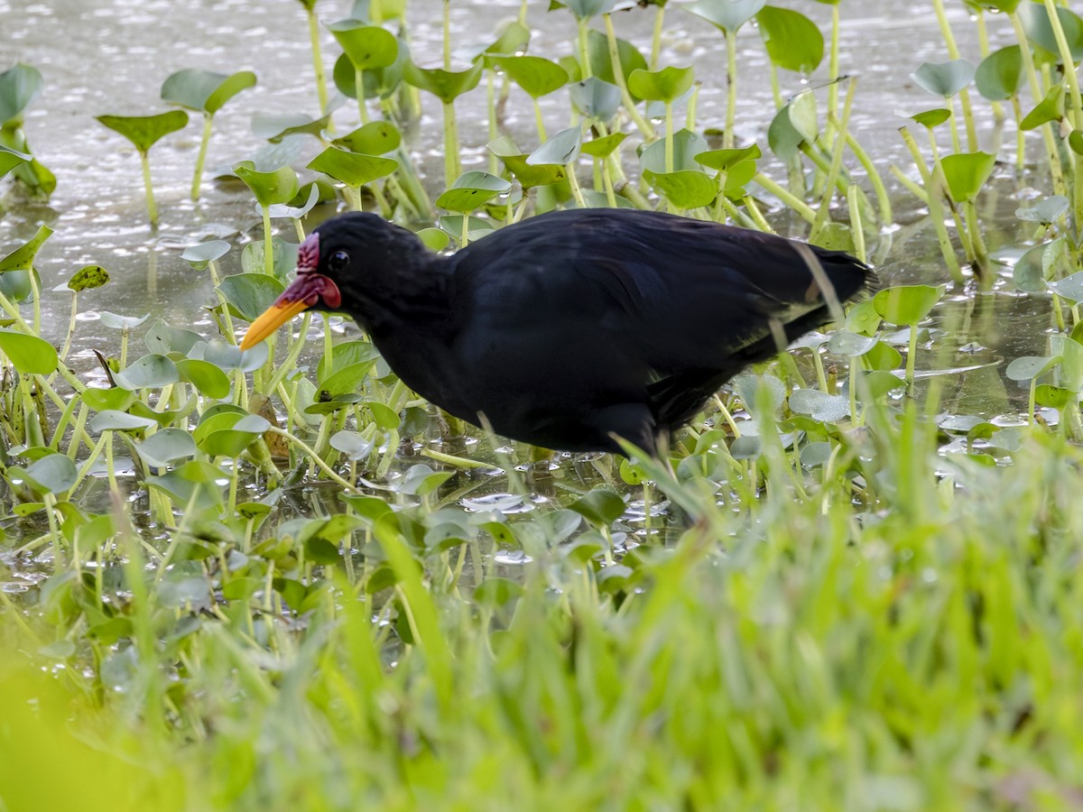 Wattled Jacana (Black-backed) - ML609745536