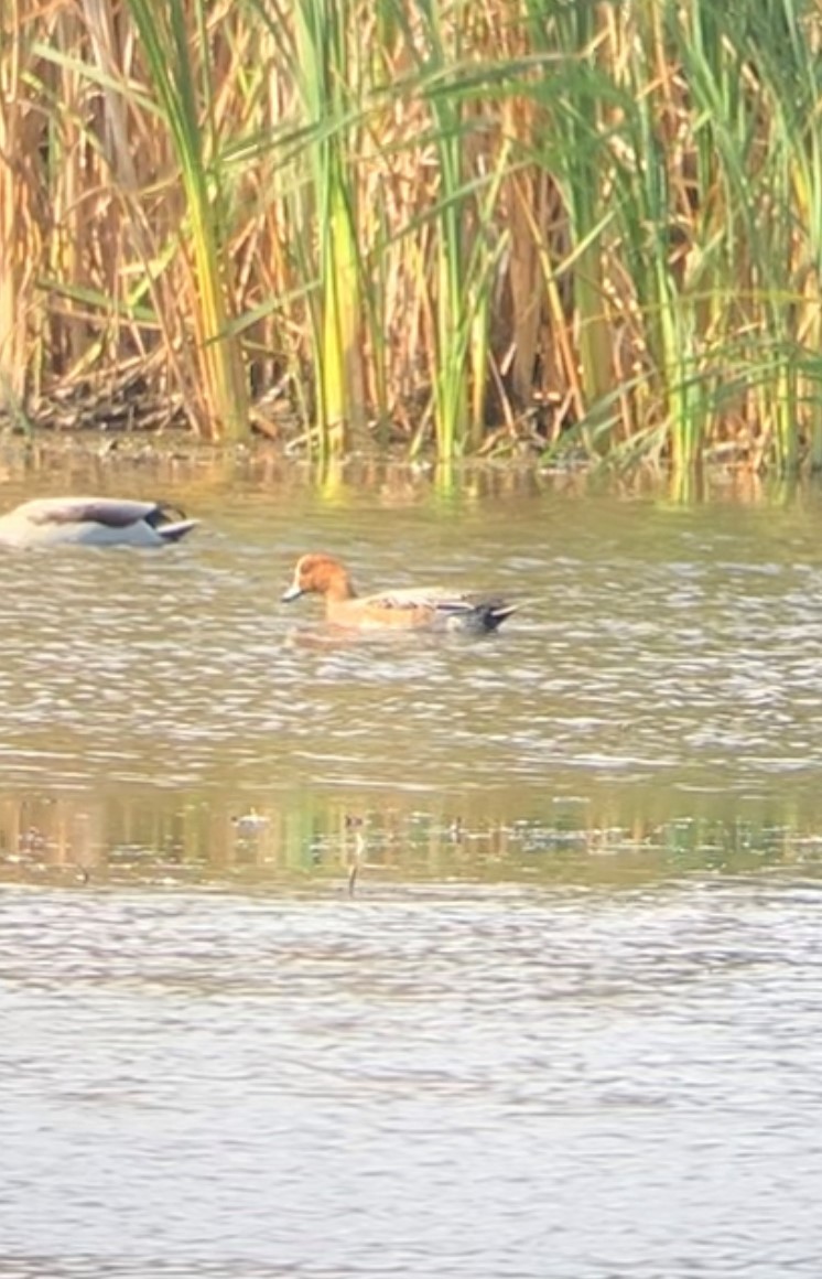 Eurasian Wigeon - ML609745537