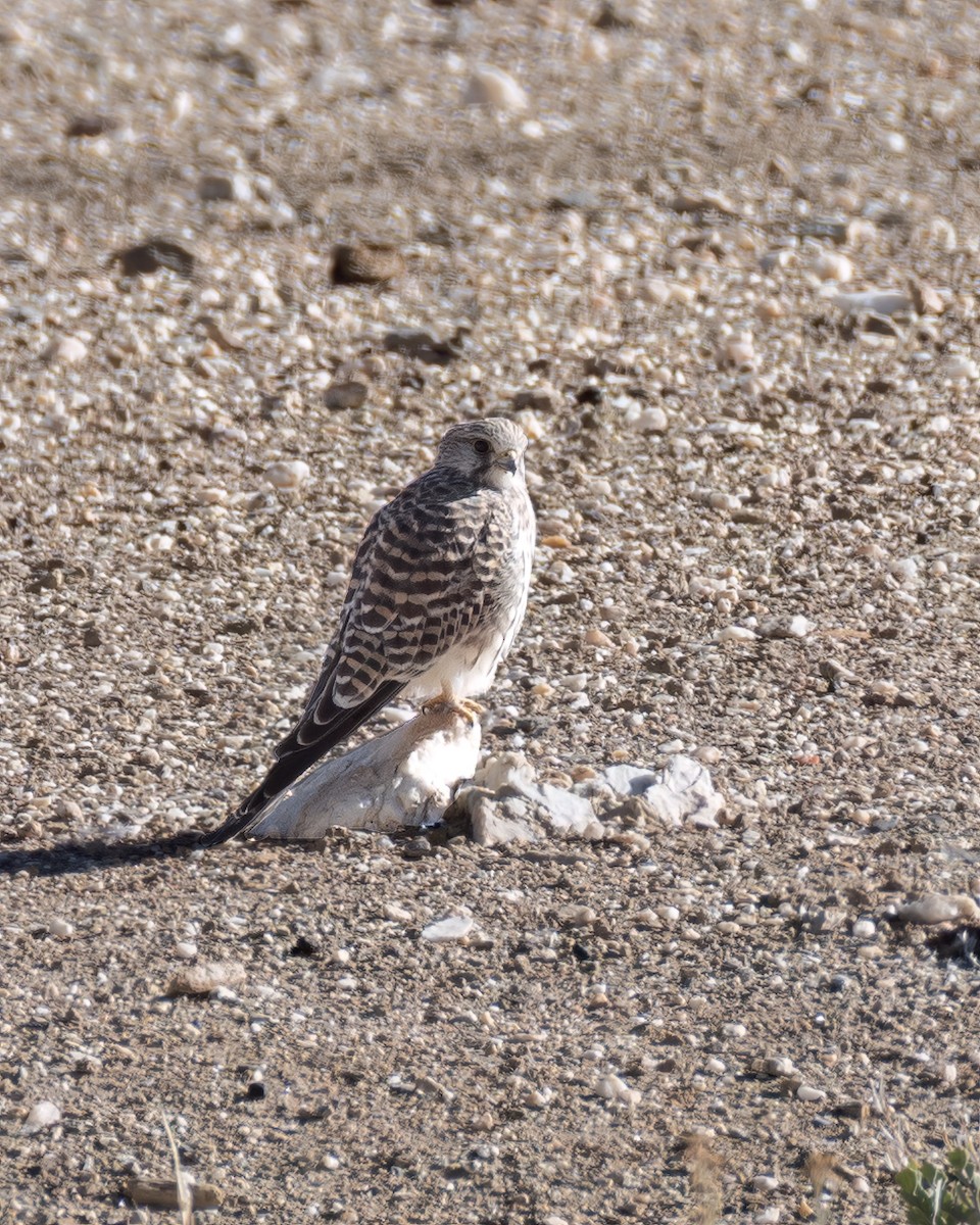 Eurasian Kestrel - ML609745576