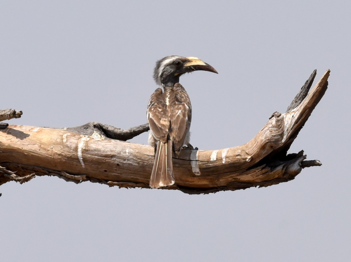 African Gray Hornbill - jerald britten