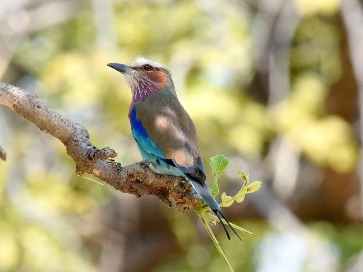 Lilac-breasted Roller - jerald britten