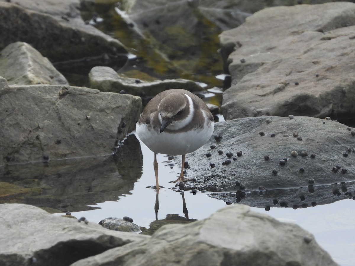 Semipalmated Plover - ML609745773