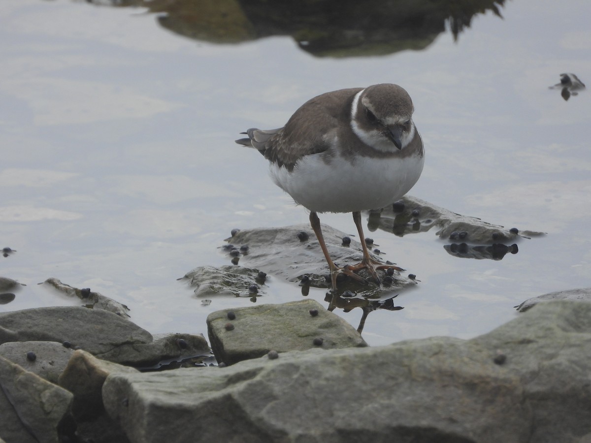 Semipalmated Plover - ML609745774