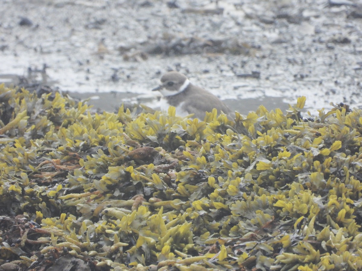 Semipalmated Plover - ML609745775