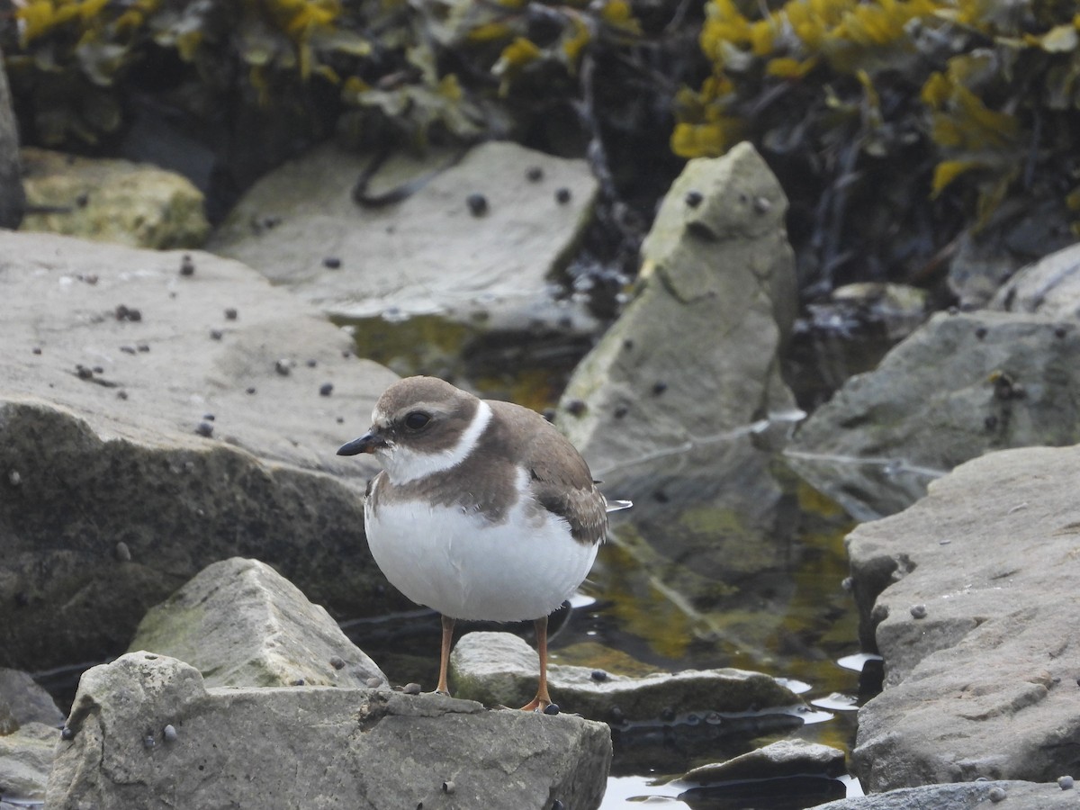 Semipalmated Plover - ML609745776