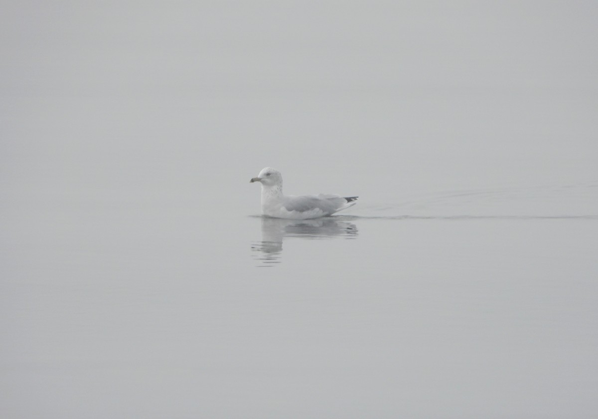 Ring-billed Gull - ML609745795