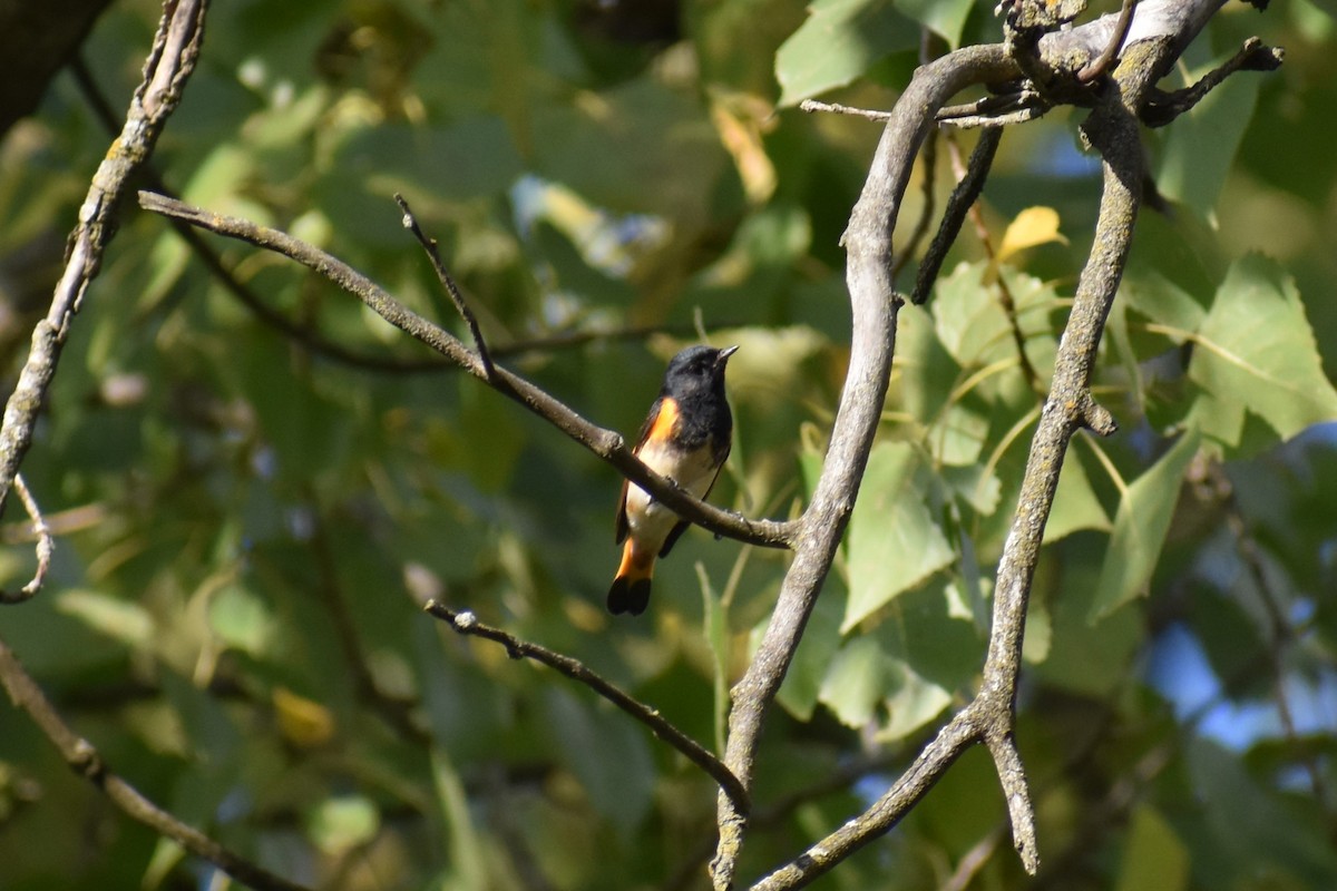 American Redstart - ML609745832