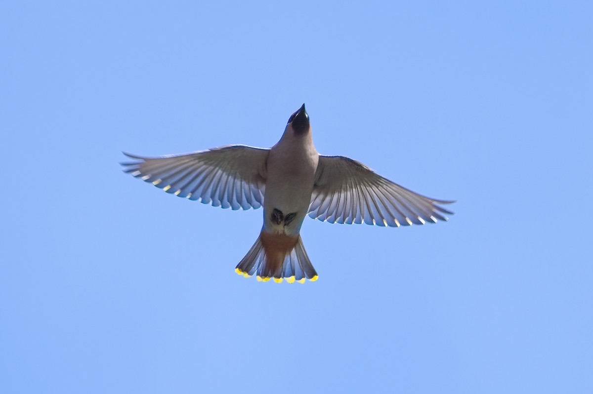 Bohemian Waxwing - ML609745838