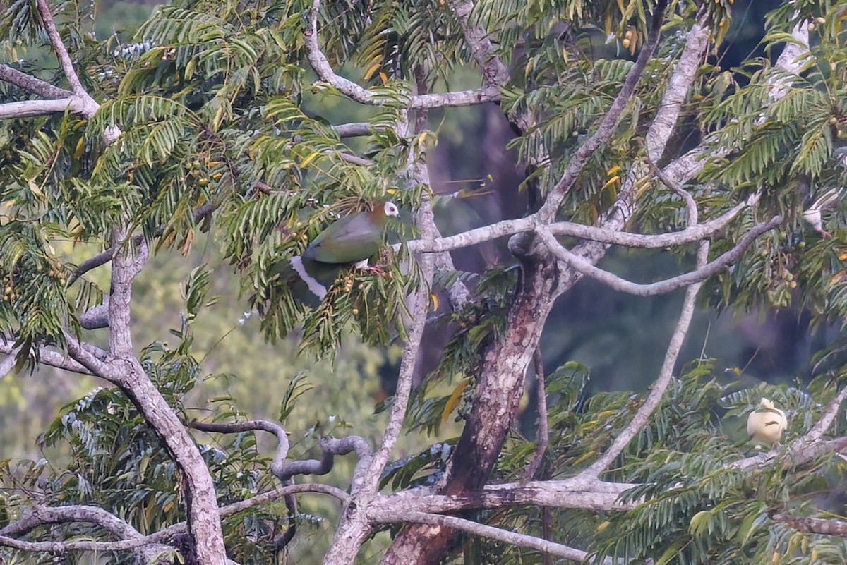 White-bellied Imperial-Pigeon - ML609745851