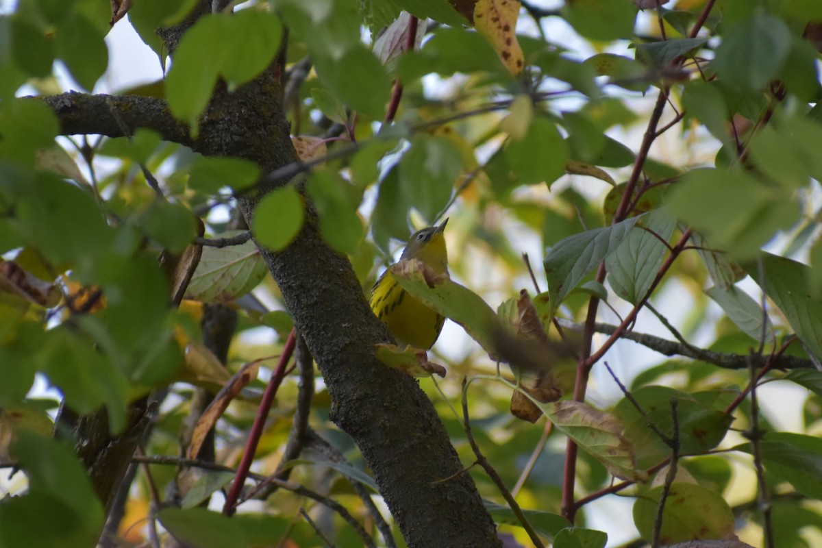 Magnolia Warbler - Brendan Beers