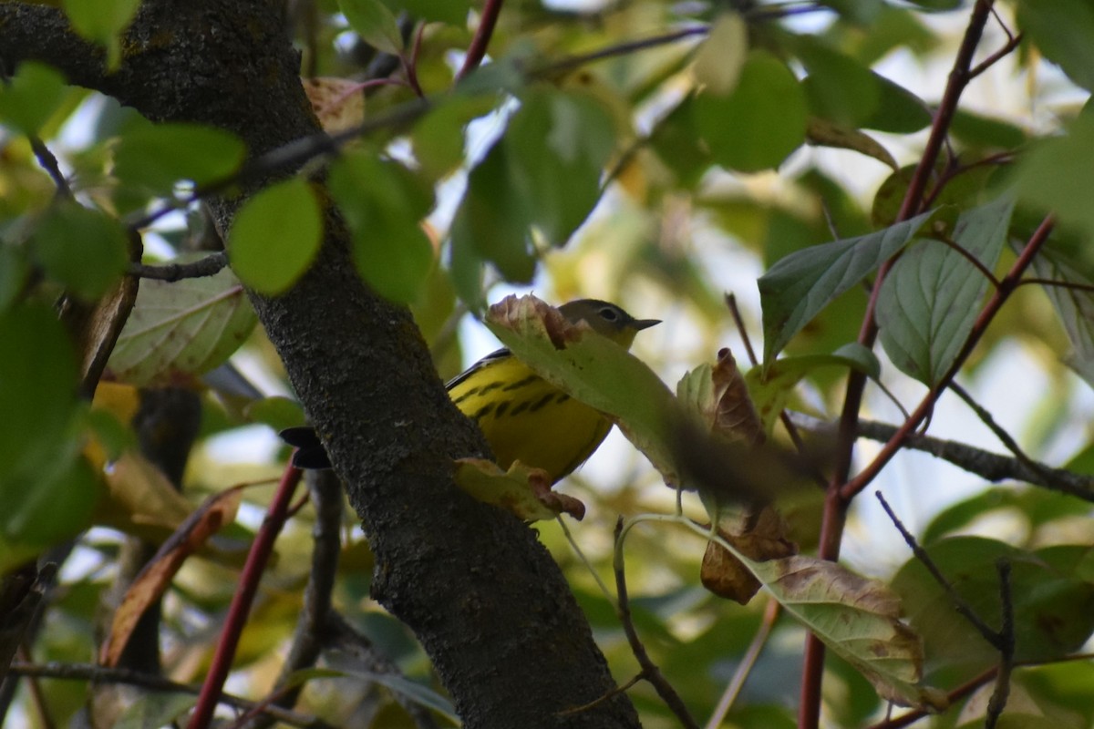 Magnolia Warbler - Brendan Beers