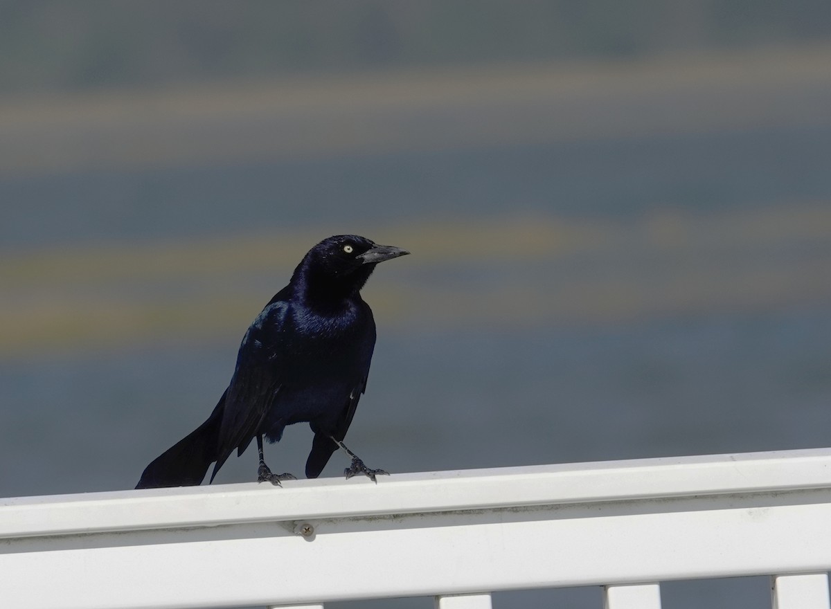 Boat-tailed Grackle - ML609745900