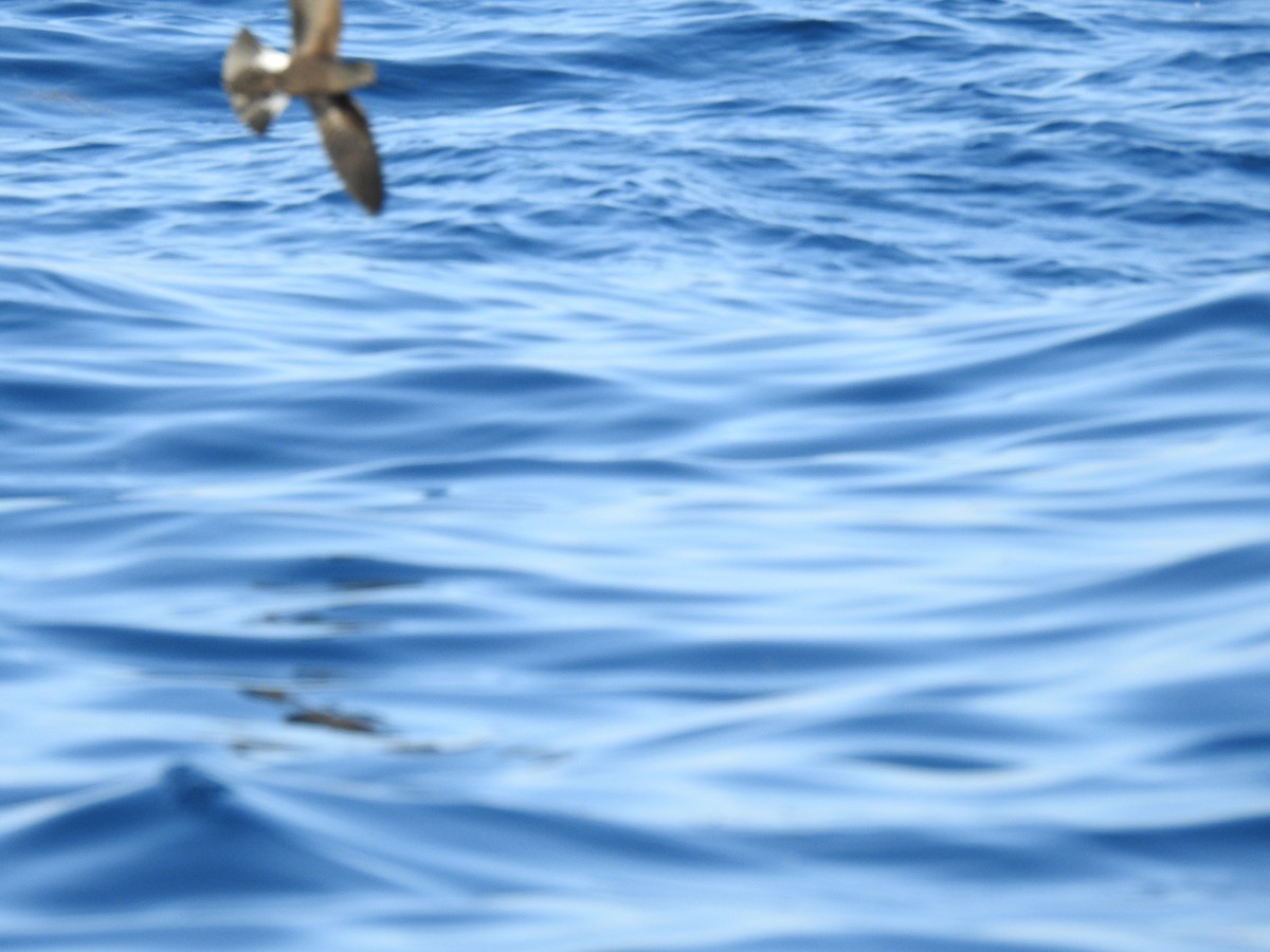 Wilson's Storm-Petrel - ML609745958