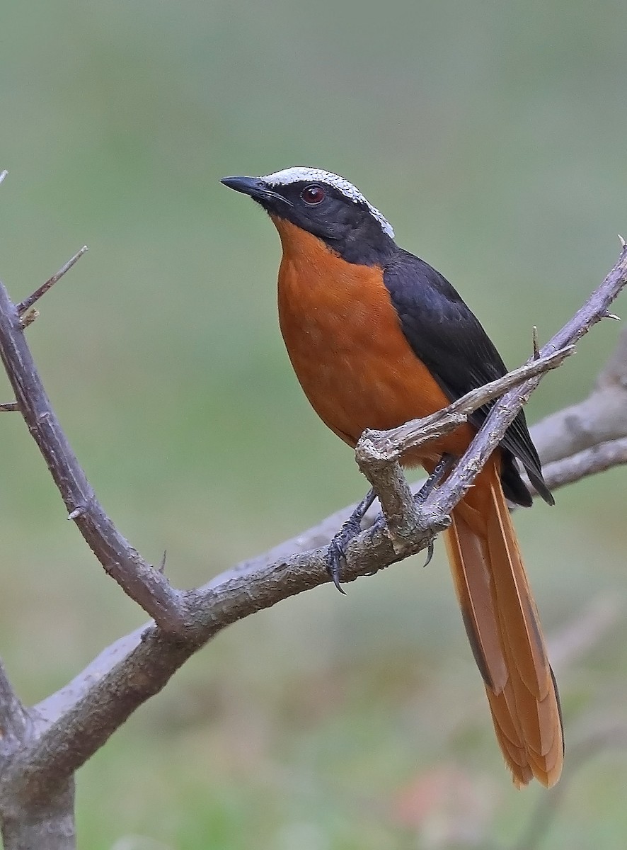 White-crowned Robin-Chat - sheau torng lim