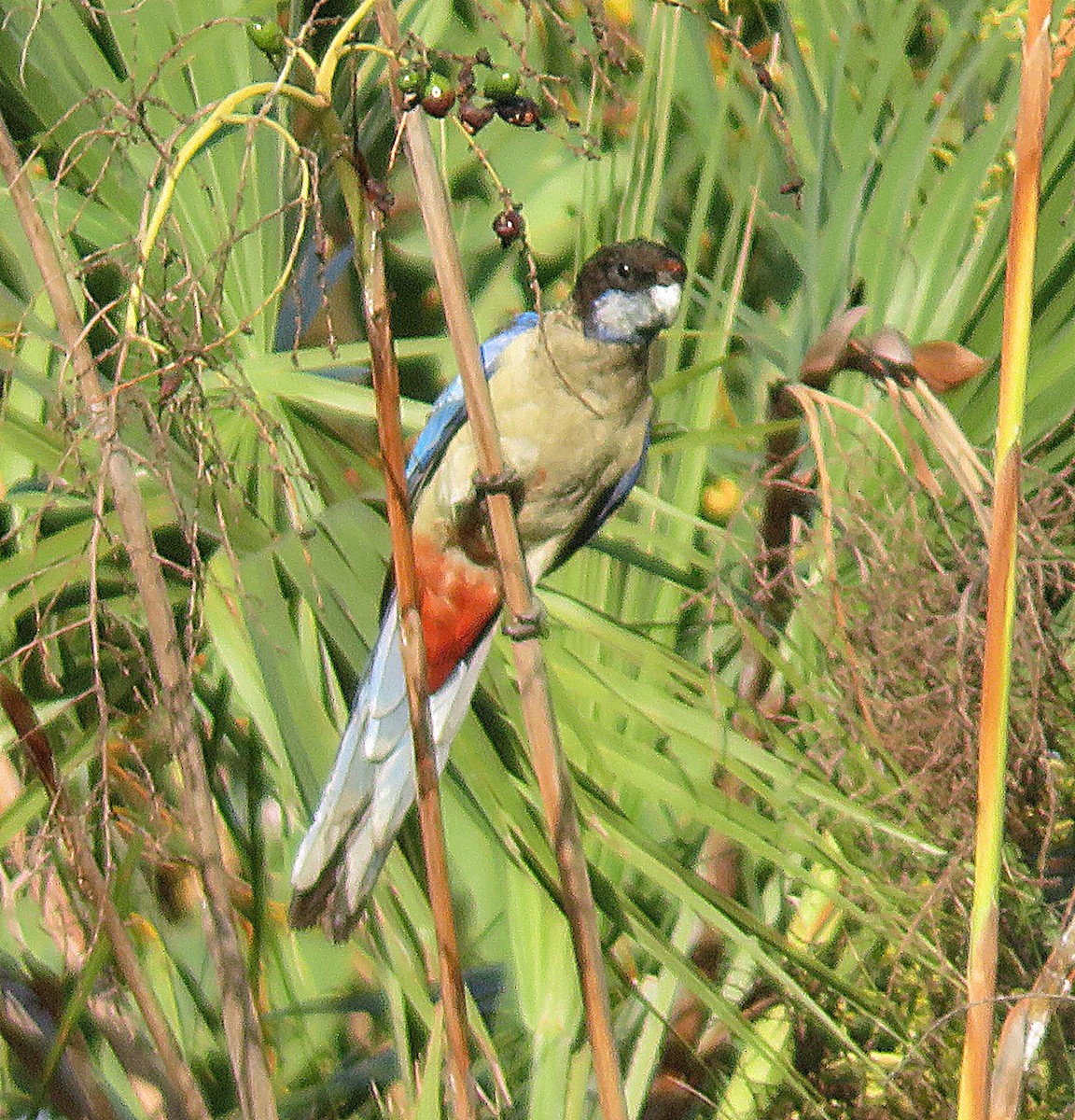 Northern Rosella - ML609746077