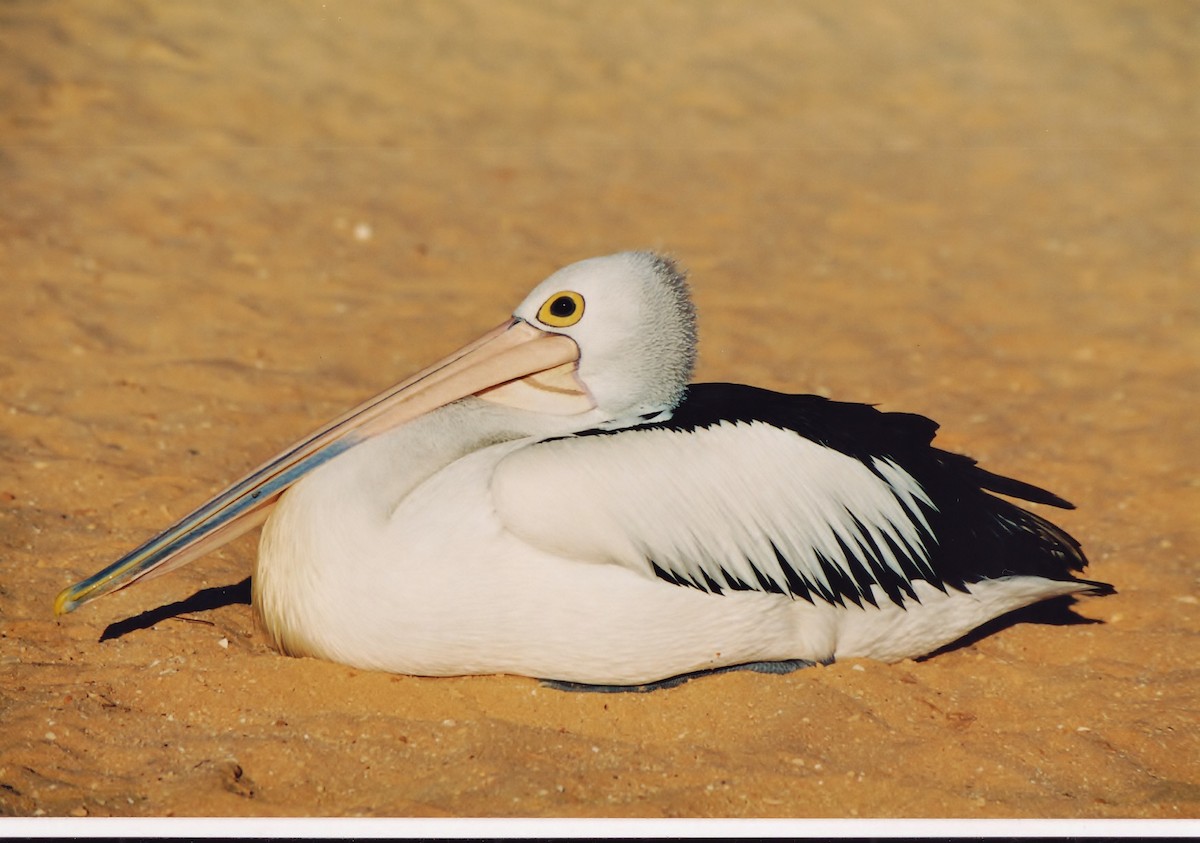 Australian Pelican - ML609746280