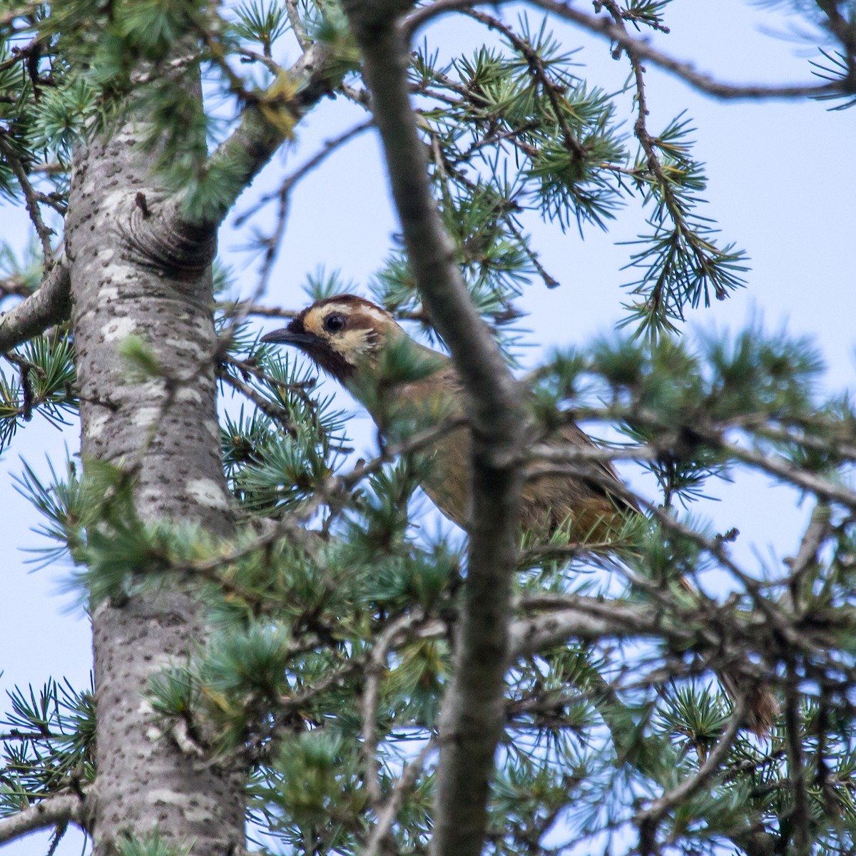 White-browed Laughingthrush - ML609746353