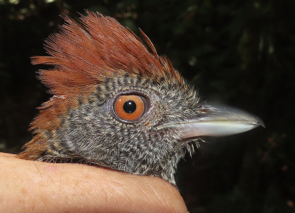 Black-throated Antshrike - ML609746363