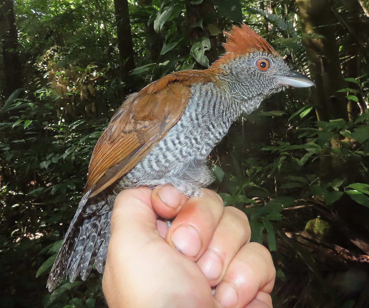 Black-throated Antshrike - ML609746365