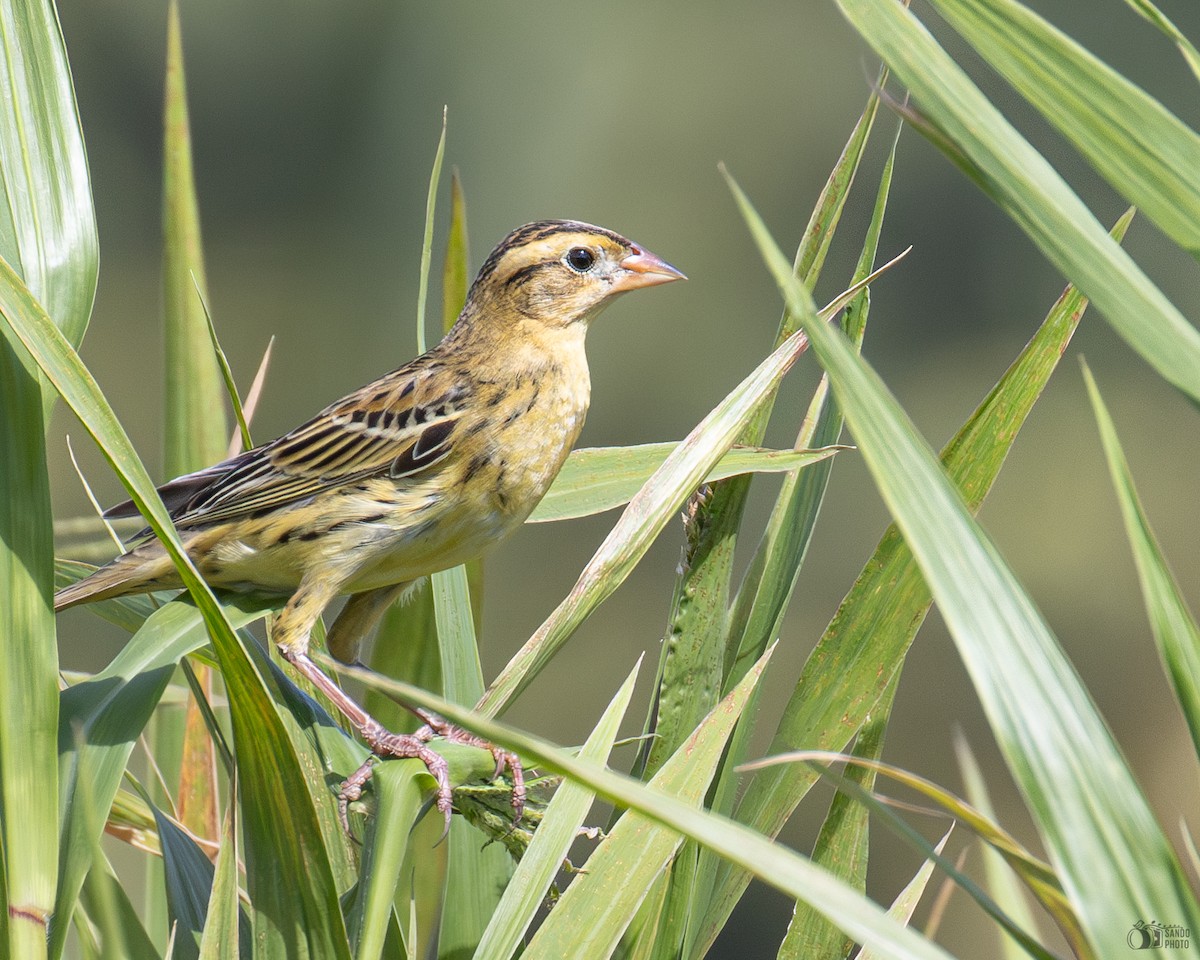 bobolink americký - ML609746417