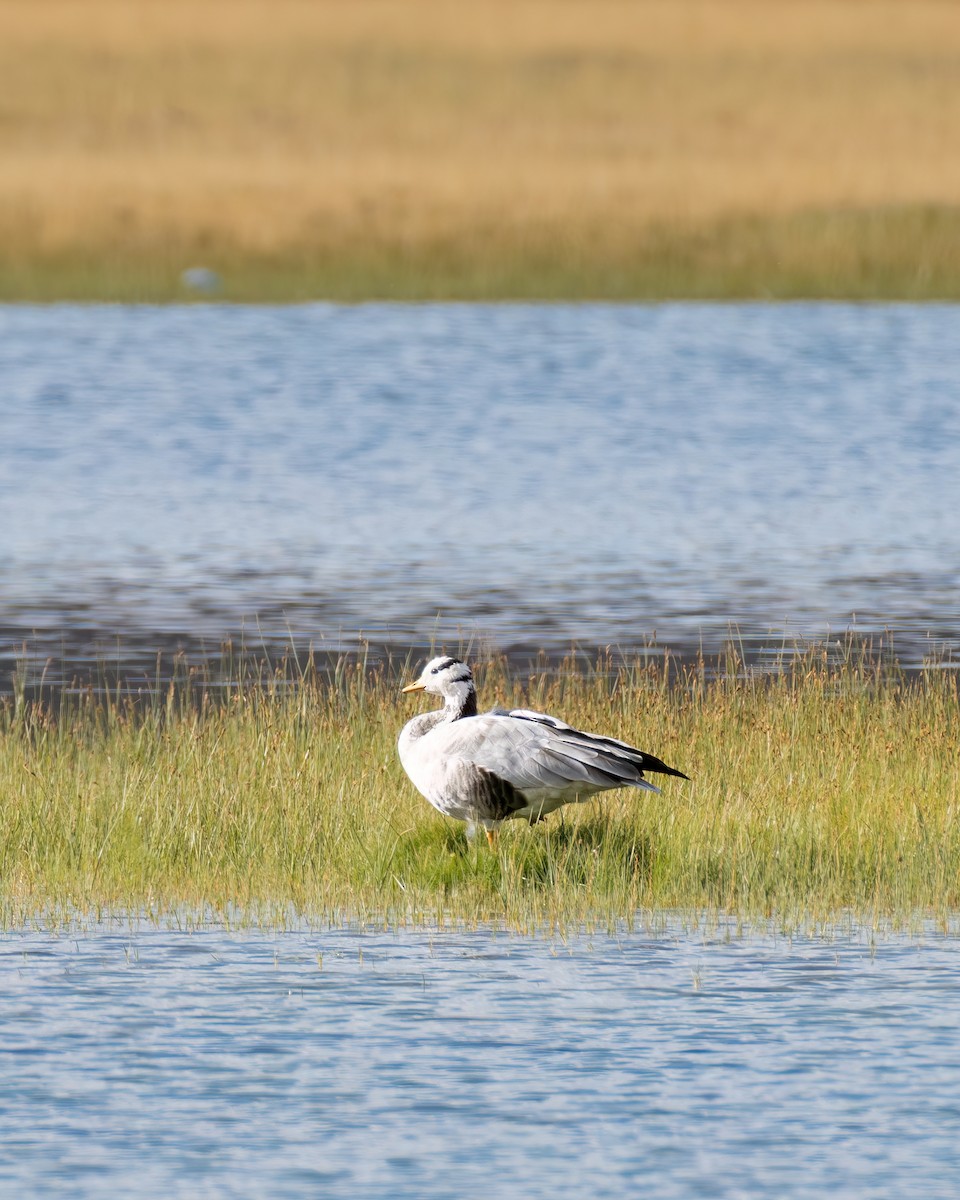 Bar-headed Goose - ML609746420