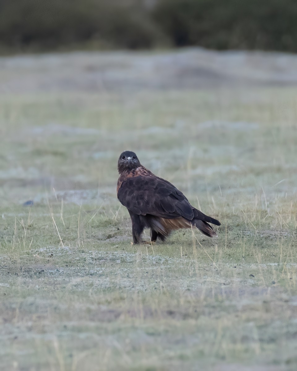 Upland Buzzard - ML609746431