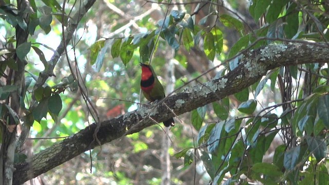 Four-colored Bushshrike (Gorgeous) - ML609746448