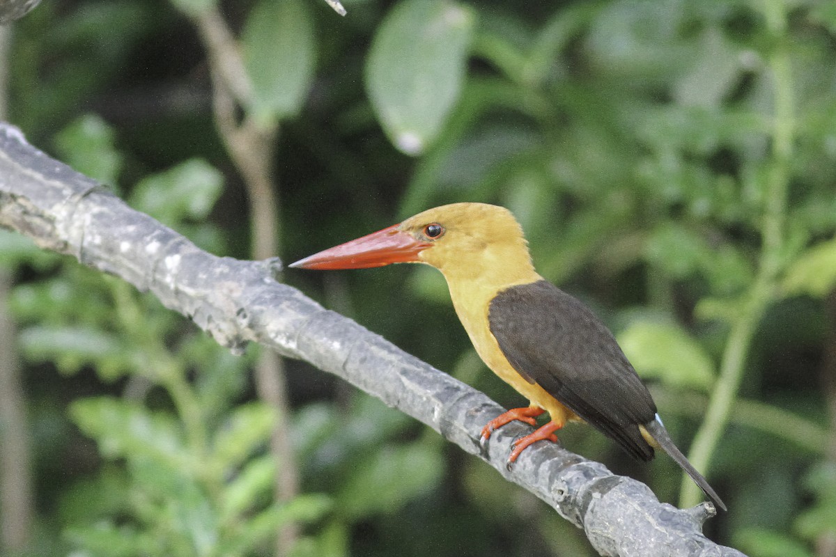 Brown-winged Kingfisher - ML609746524