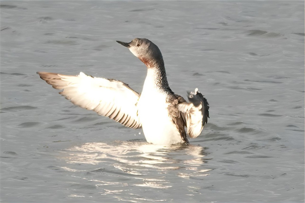 Red-throated Loon - Volker Heinrich