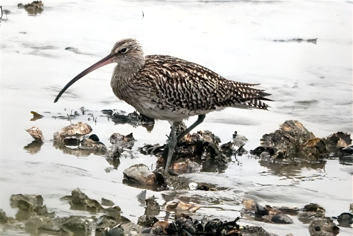 Eurasian Curlew - Volker Heinrich