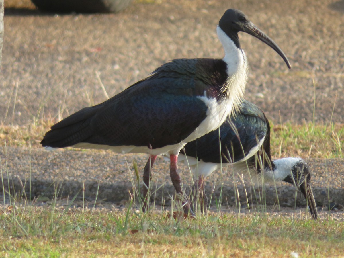 ibis slámokrký - ML609746579
