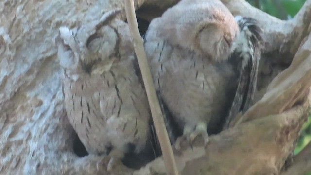 Indian Scops-Owl - ML609746593