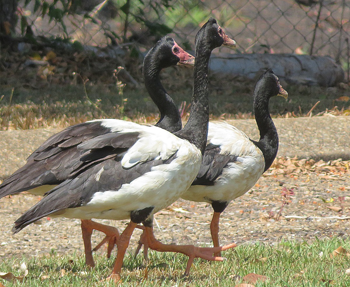 Magpie Goose - ML609746641