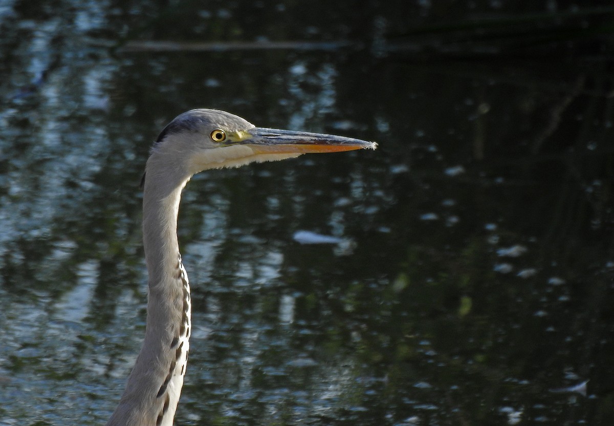 Gray Heron - ML609746679