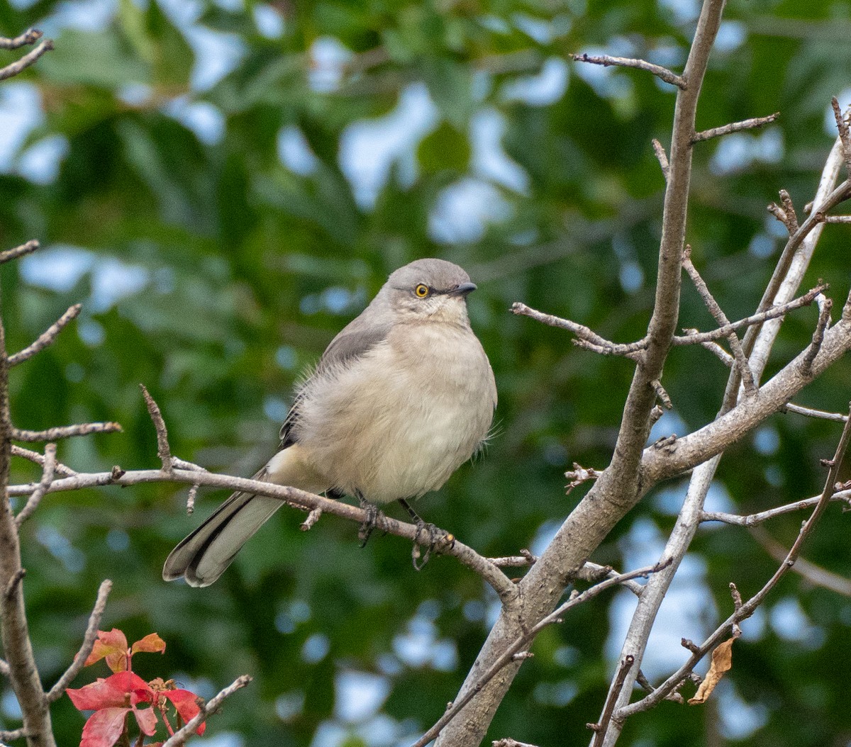 Northern Mockingbird - Scott Murphy