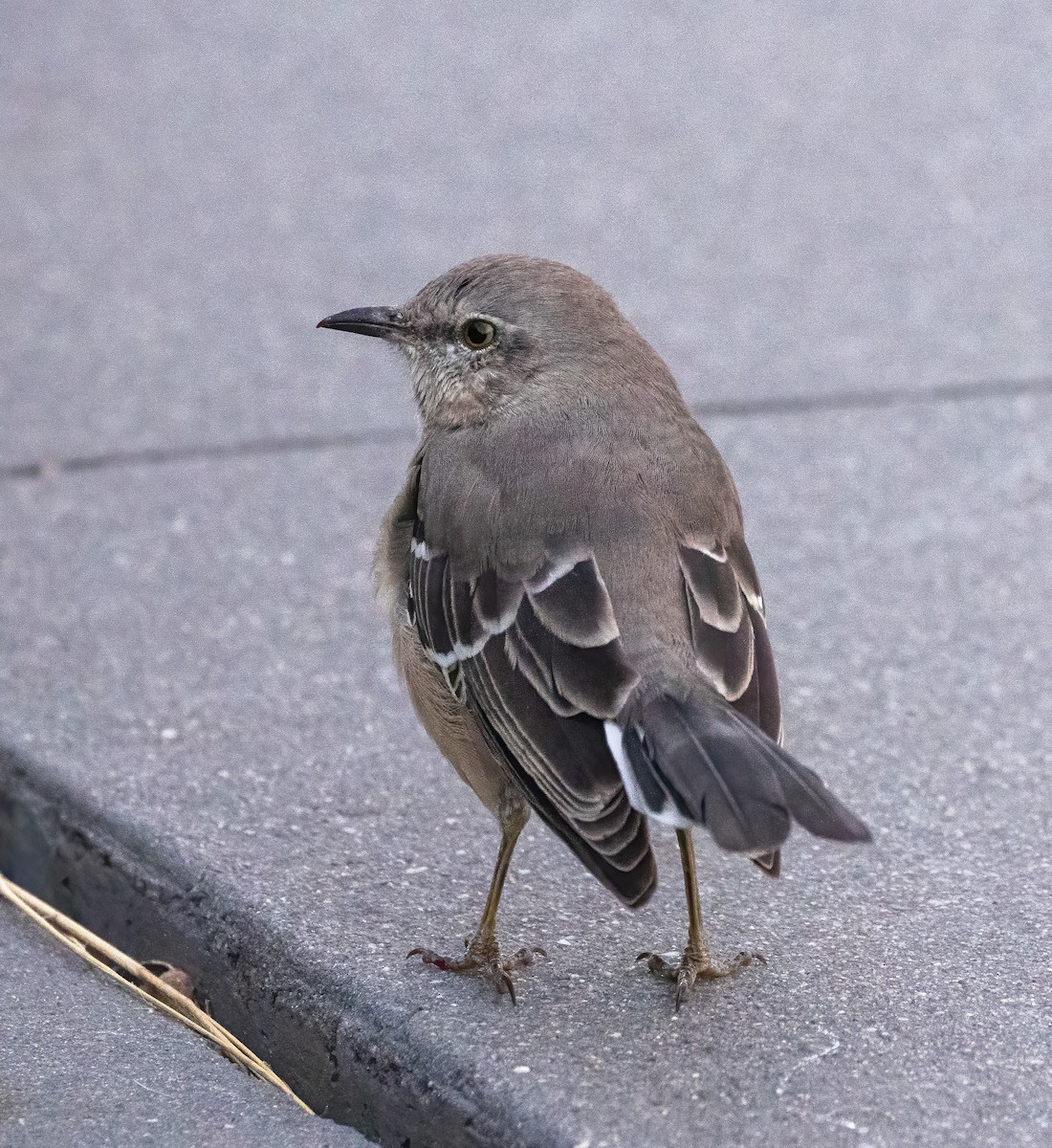 Northern Mockingbird - Scott Murphy