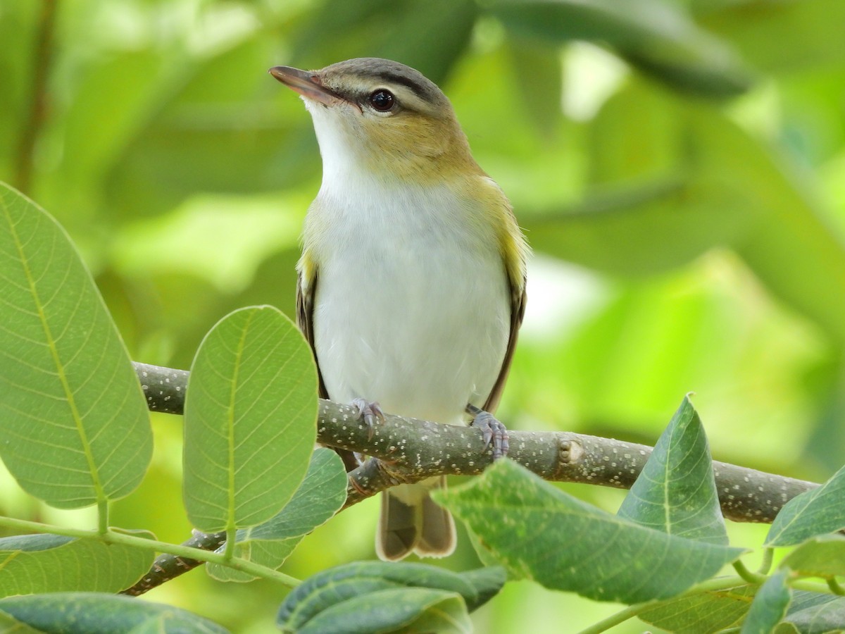 Red-eyed Vireo - Amy Grimm