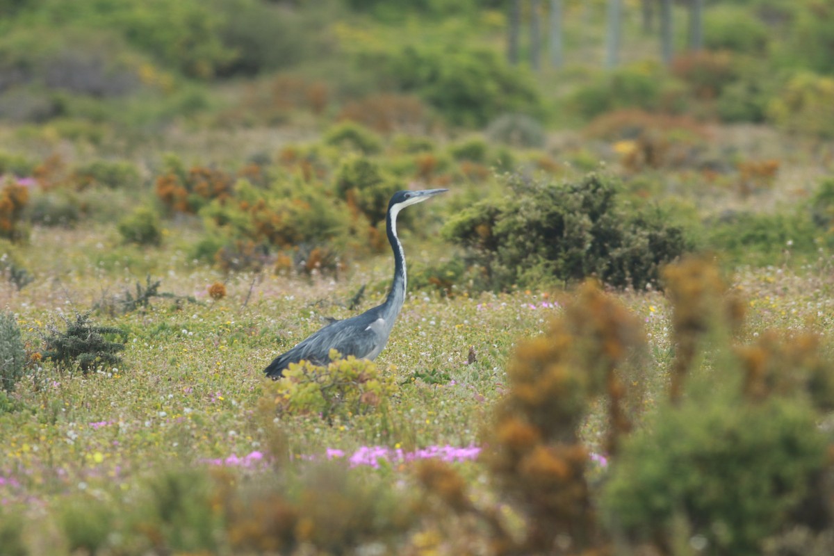 Black-headed Heron - Thad Roller