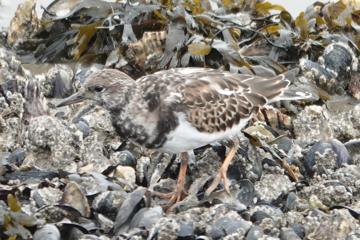 Ruddy Turnstone - ML609746814