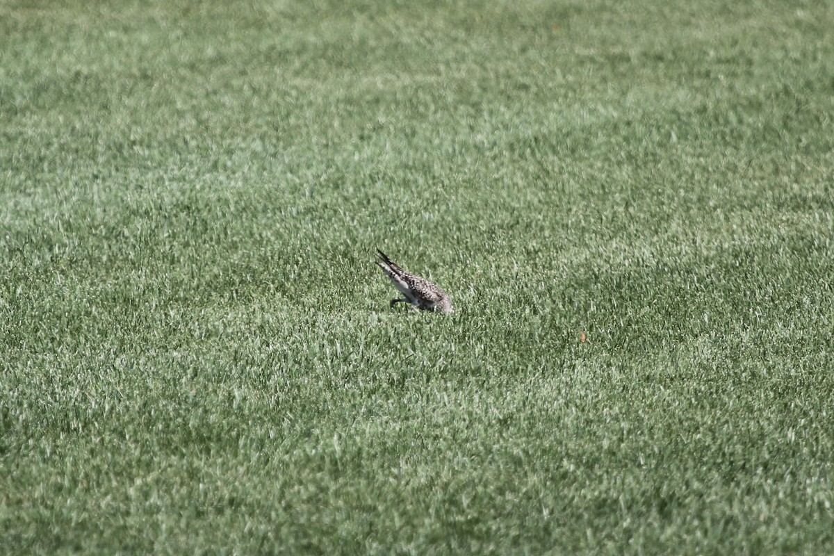 American Golden-Plover - ML609746826