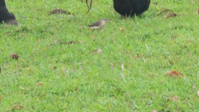 Western Yellow Wagtail - ML609746922