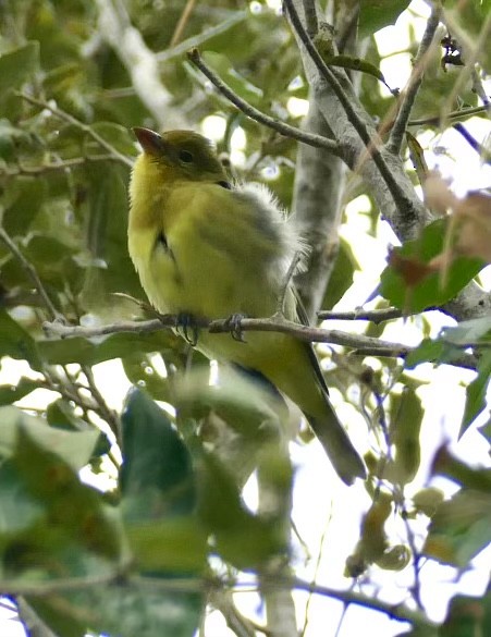 tanager sp. (Piranga sp.) - ML609746962