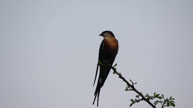 Mosque Swallow - ML609746963