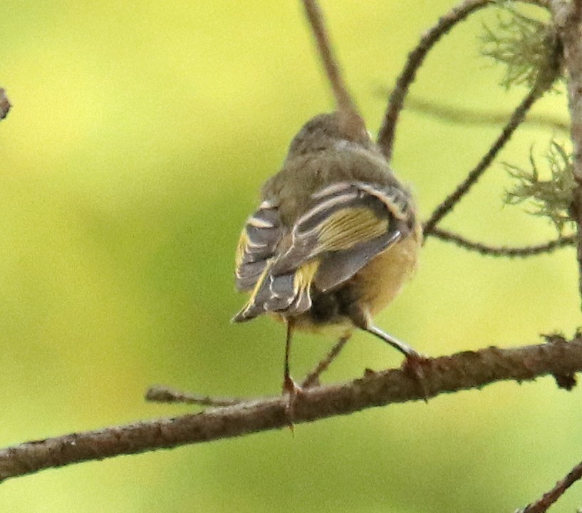Ruby-crowned Kinglet - Jean Laperrière COHL