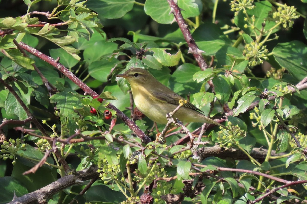 Willow Warbler - ML609747021